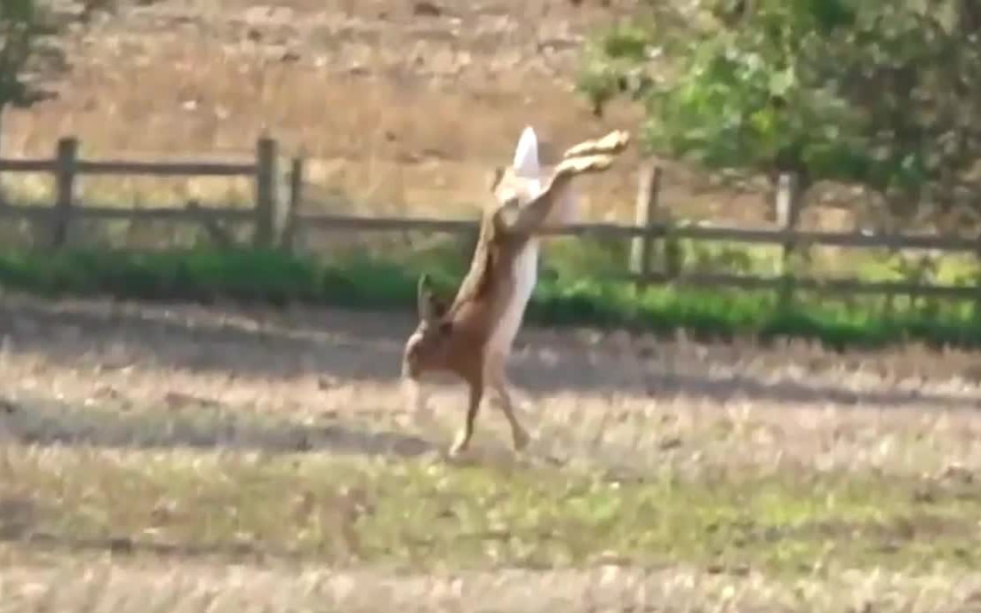 Kinh hoàng loài chim khổng lồ nuốt chửng rắn trong tích tắc- Ảnh 2.