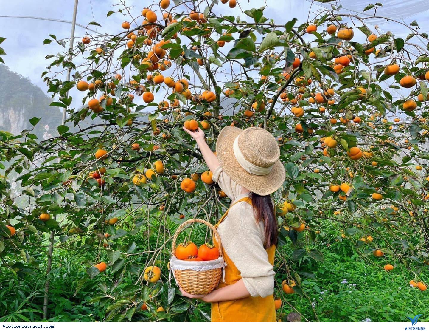 Điểm miền núi phía Bắc nhiều người đang rủ nhau đi: Càng cuối năm càng đông, có đặc sản "hiếm" ở Việt Nam- Ảnh 5. Điểm miền núi phía Bắc nhiều người đang rủ nhau đi: Càng cuối năm càng đông, có đặc sản