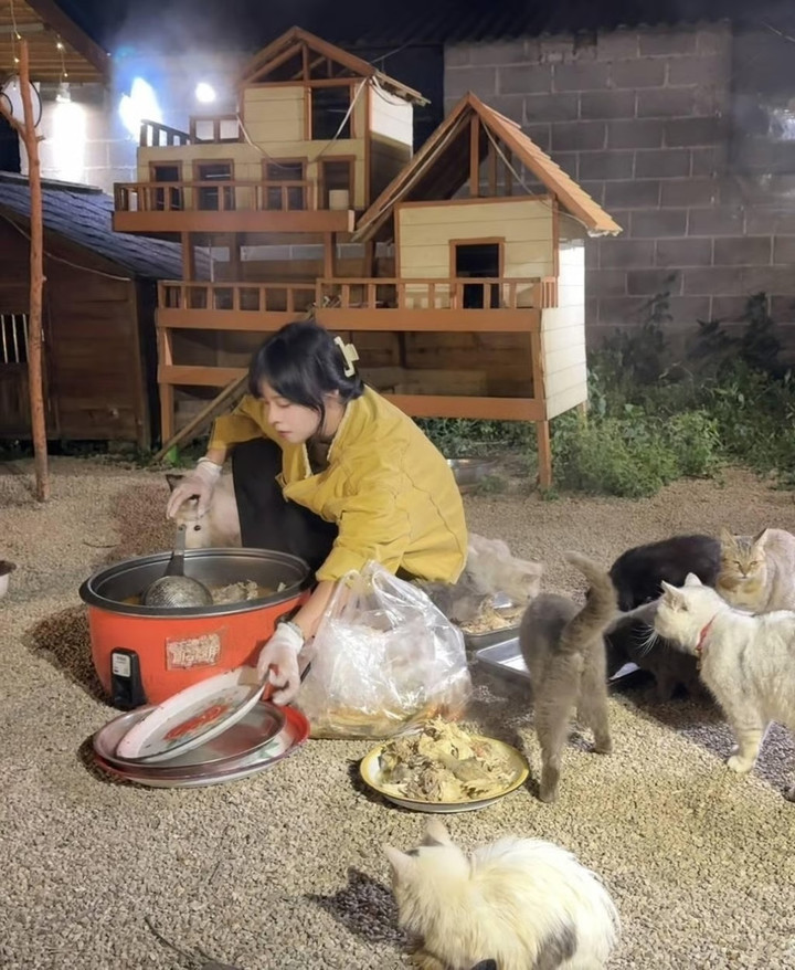 X&ocirc;ng v&agrave;o 100 đ&aacute;m cưới xin đồ ăn để nu&ocirc;i 120 m&egrave;o hoang, c&ocirc; g&aacute;i hết sợ giao tiếp- Ảnh 5.