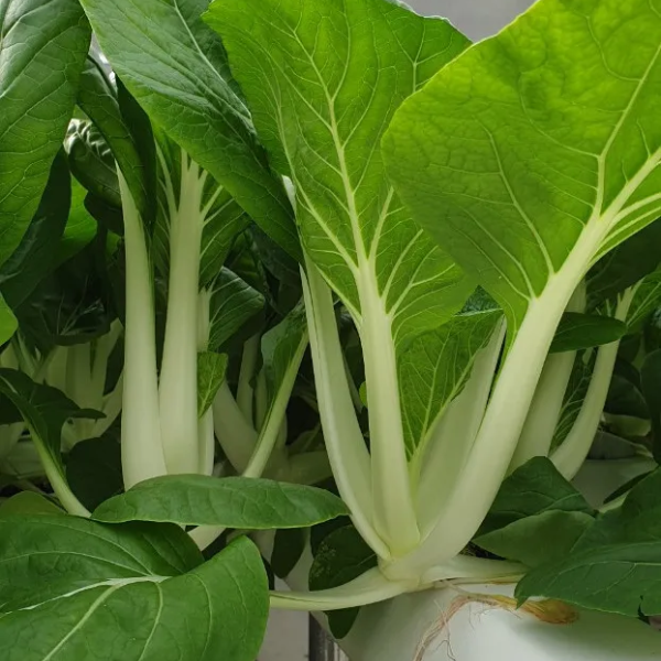 Hãy mua nhiều, phơi khô 4 loại rau củ này: Bạn sẽ có nguyên liệu ăn quanh năm, nấu món gì cũng ngon tuyệt- Ảnh 7. Hãy mua nhiều, phơi khô 4 loại rau củ này: Bạn sẽ có nguyên liệu ăn quanh năm, nấu món gì cũng ngon tuyệt- Ảnh 7.