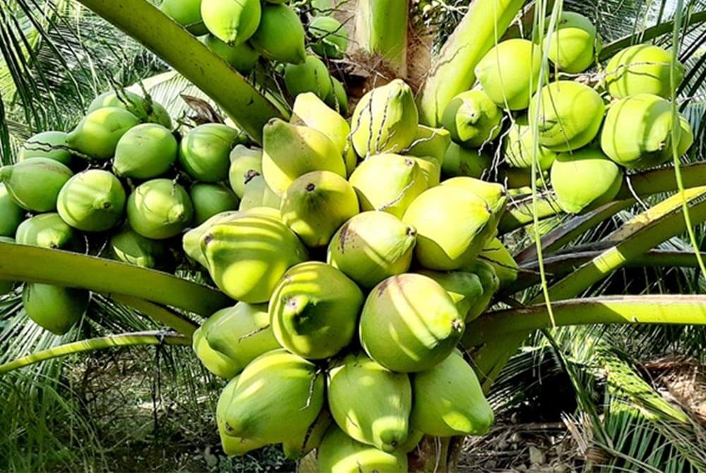 5 loại c&acirc;y quen thuộc v&ocirc; t&igrave;nh trở th&agrave;nh "nam ch&acirc;m" h&uacute;t chuột v&agrave;o nh&agrave;- Ảnh 1.