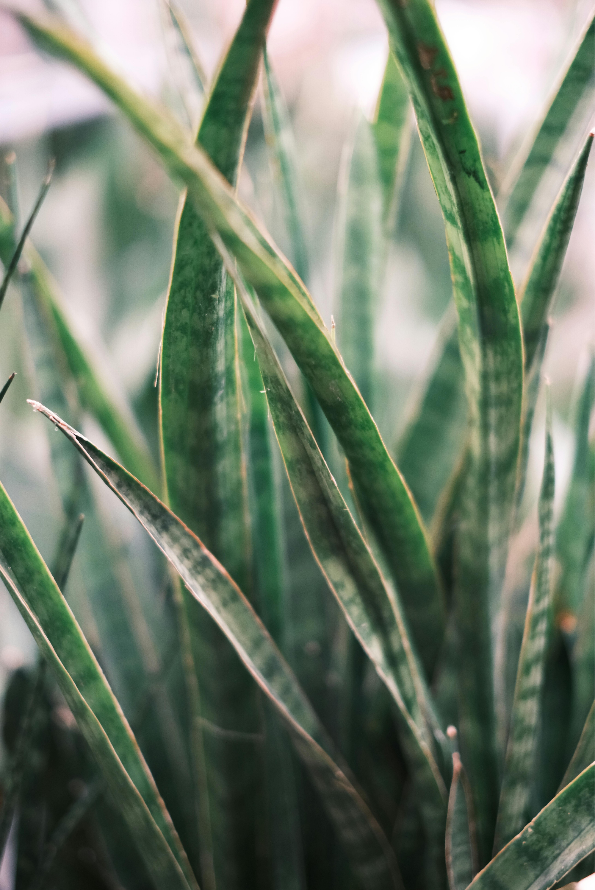 Cây trong nhà và sức khỏe hô hấp- Ảnh 3. Cây trong nhà và sức khỏe hô hấp- Ảnh 3.