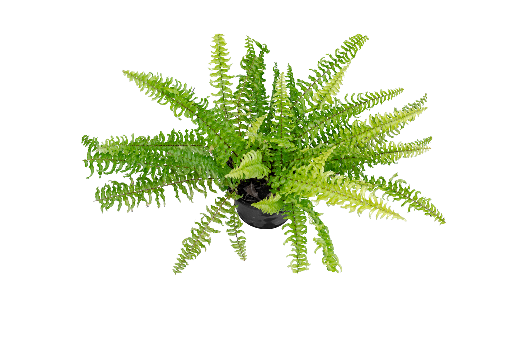 Cây trong nhà và sức khỏe hô hấp- Ảnh 5. Cây trong nhà và sức khỏe hô hấp- Ảnh 5.