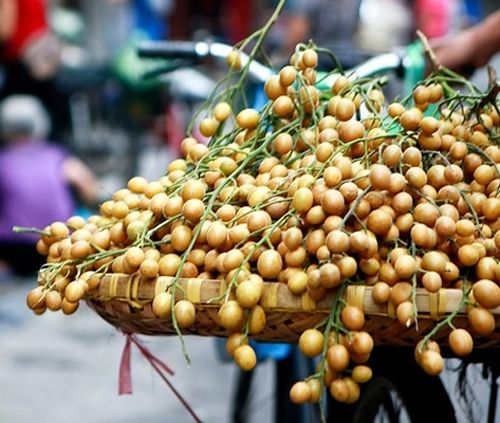 Loại quả nhỏ bé với hương vị chua ngọt đặc trưng, bất ngờ là vị thuốc quý tốt cho sức khỏe- Ảnh 1.