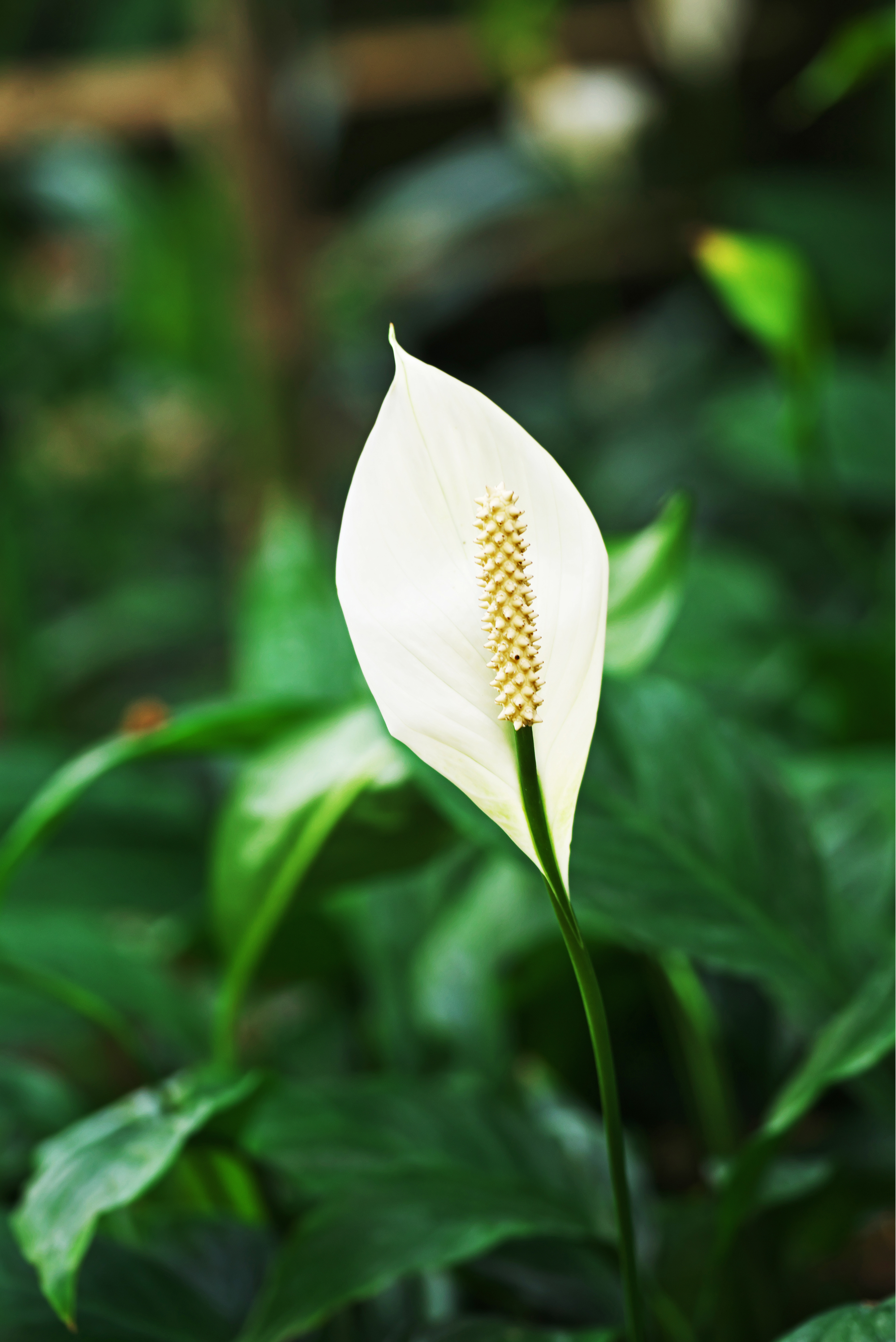 Cây trong nhà và sức khỏe hô hấp- Ảnh 2. Cây trong nhà và sức khỏe hô hấp- Ảnh 2.