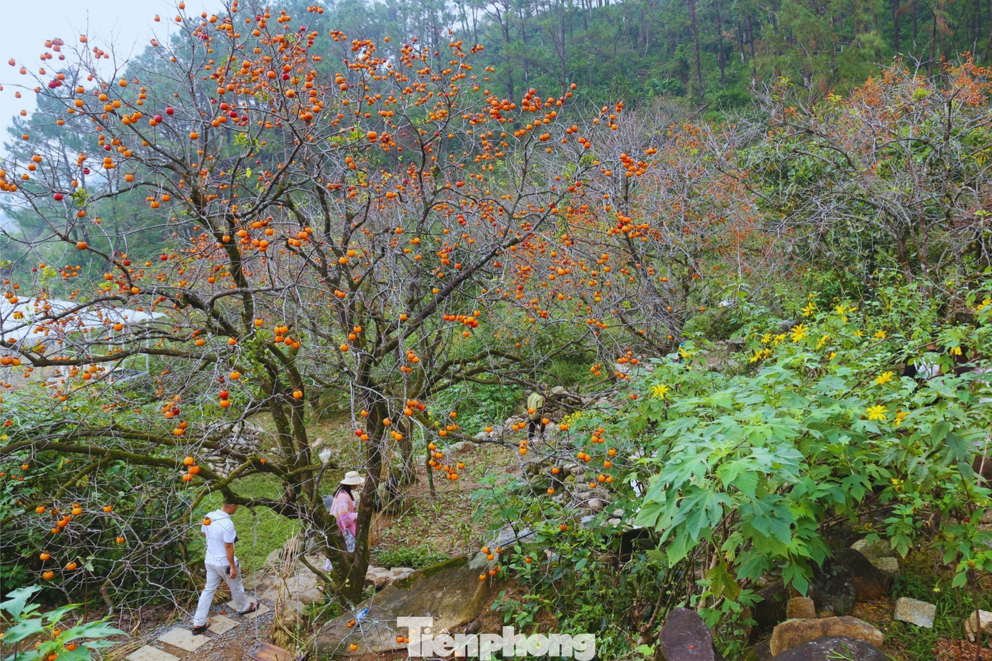 Check in ở 'thủ phủ' hồng cổ thụ ch&iacute;n rực rỡ- Ảnh 1.