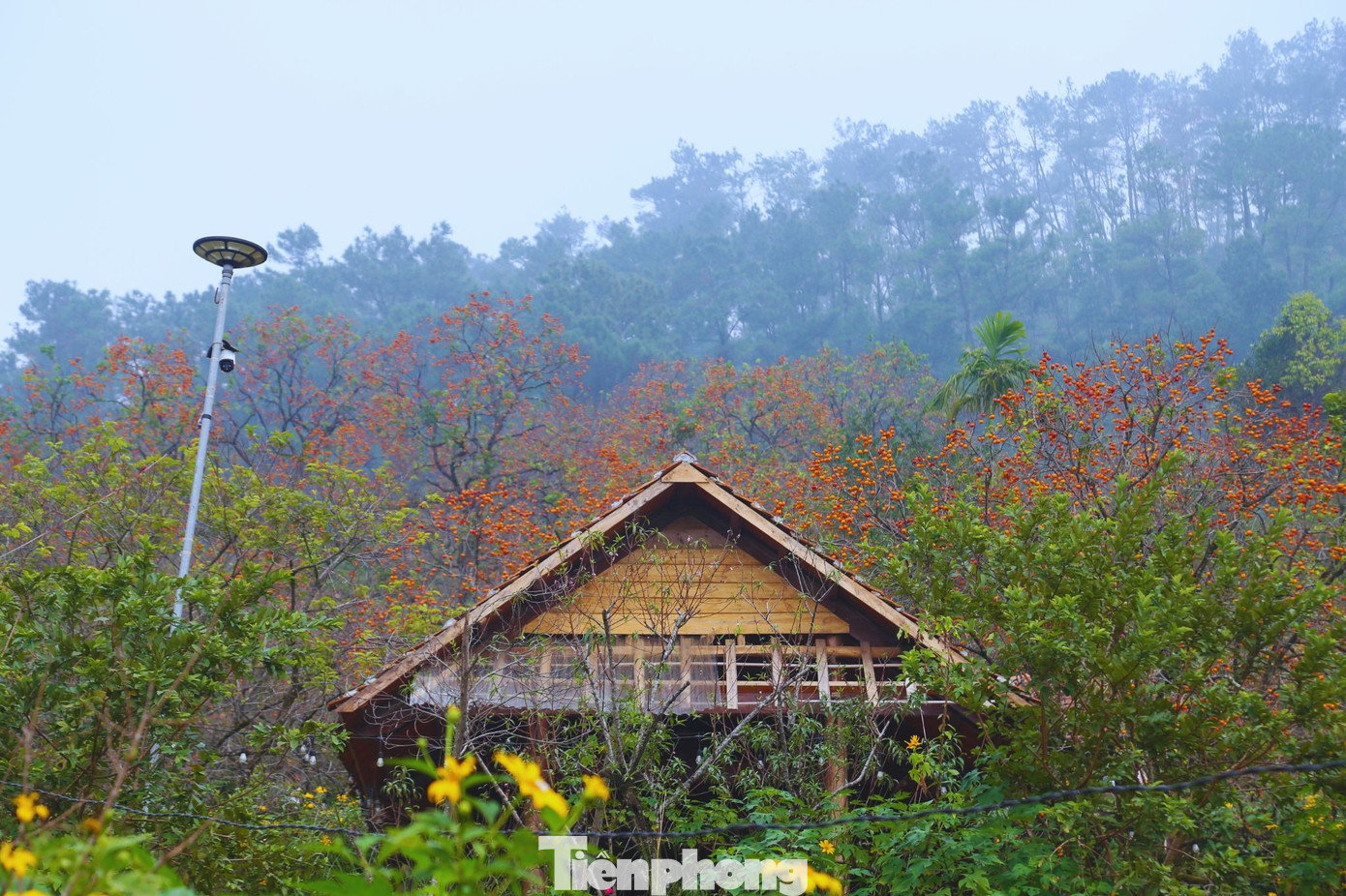 Check in ở 'thủ phủ' hồng cổ thụ ch&iacute;n rực rỡ- Ảnh 13.