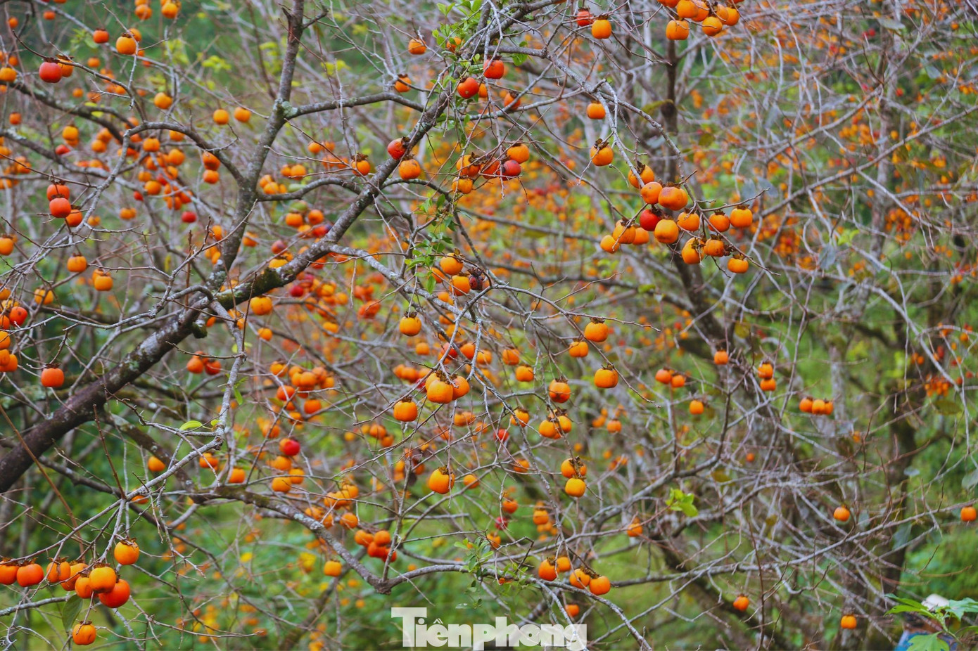 Check in ở 'thủ phủ' hồng cổ thụ ch&iacute;n rực rỡ- Ảnh 2.