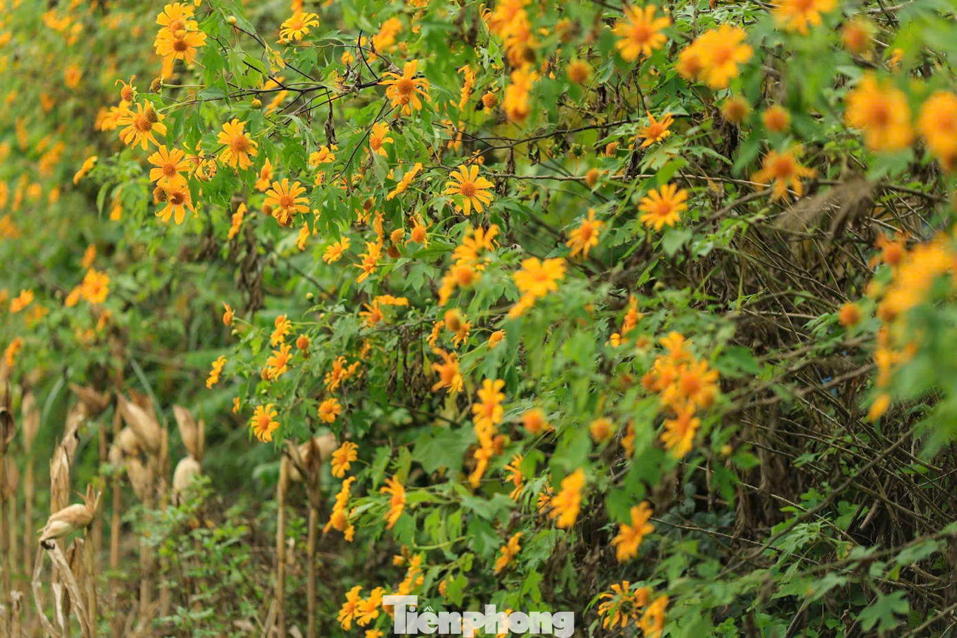 Tới Cao Bằng mùa này, du khách thốt lên: 'Đứng góc nào cũng có ảnh đẹp'- Ảnh 2.