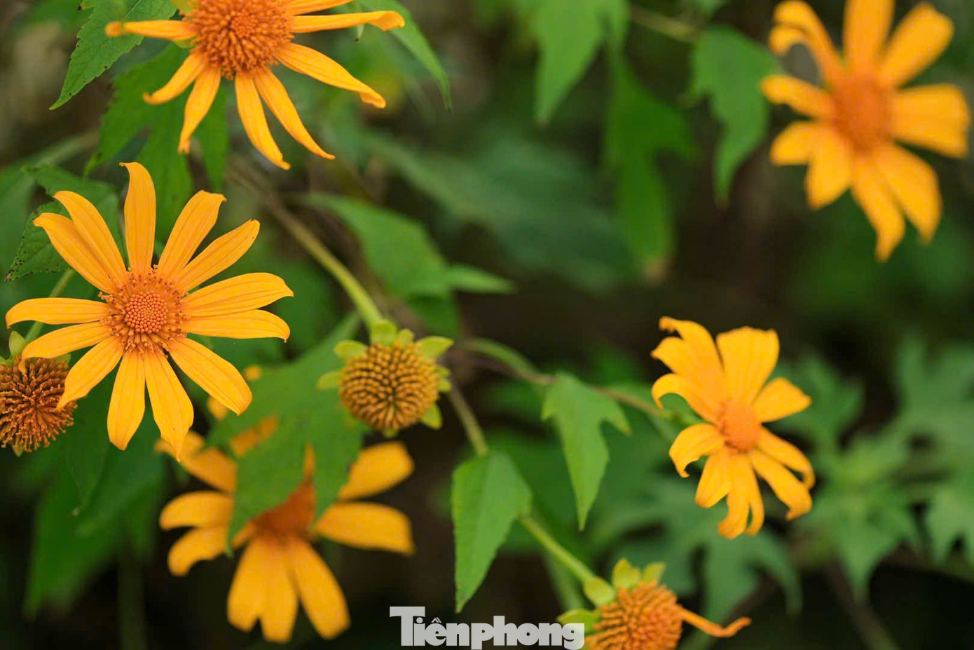 Tới Cao Bằng mùa này, du khách thốt lên: 'Đứng góc nào cũng có ảnh đẹp'- Ảnh 8.