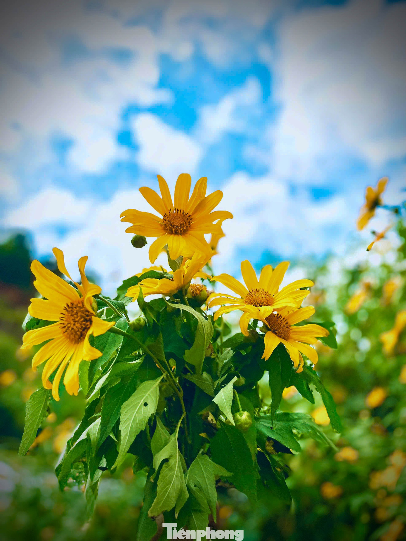 Tới Cao Bằng mùa này, du khách thốt lên: 'Đứng góc nào cũng có ảnh đẹp'- Ảnh 13.