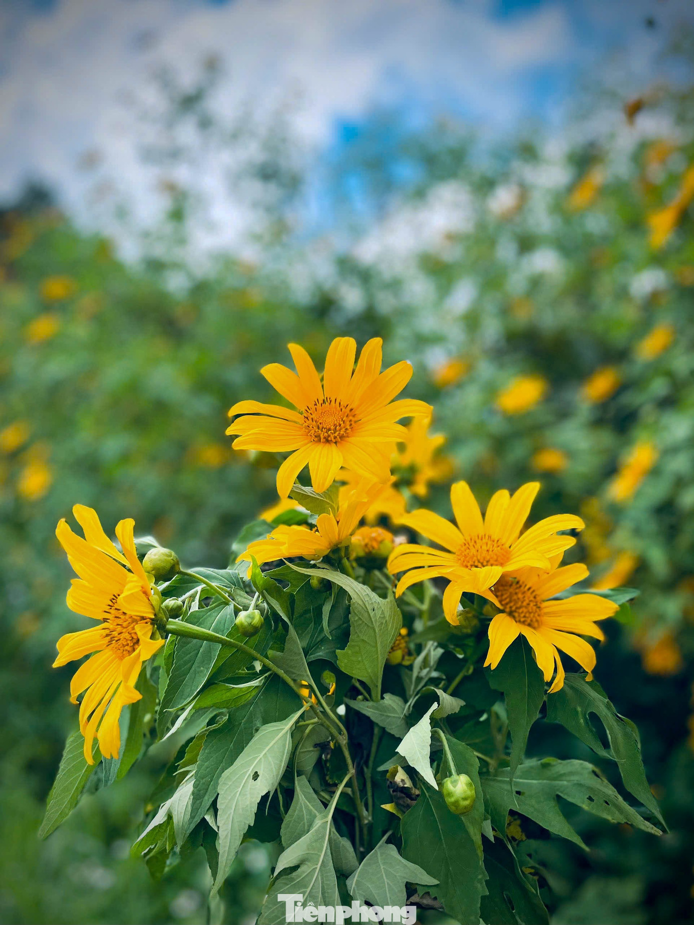 Tới Cao Bằng mùa này, du khách thốt lên: 'Đứng góc nào cũng có ảnh đẹp'- Ảnh 9.