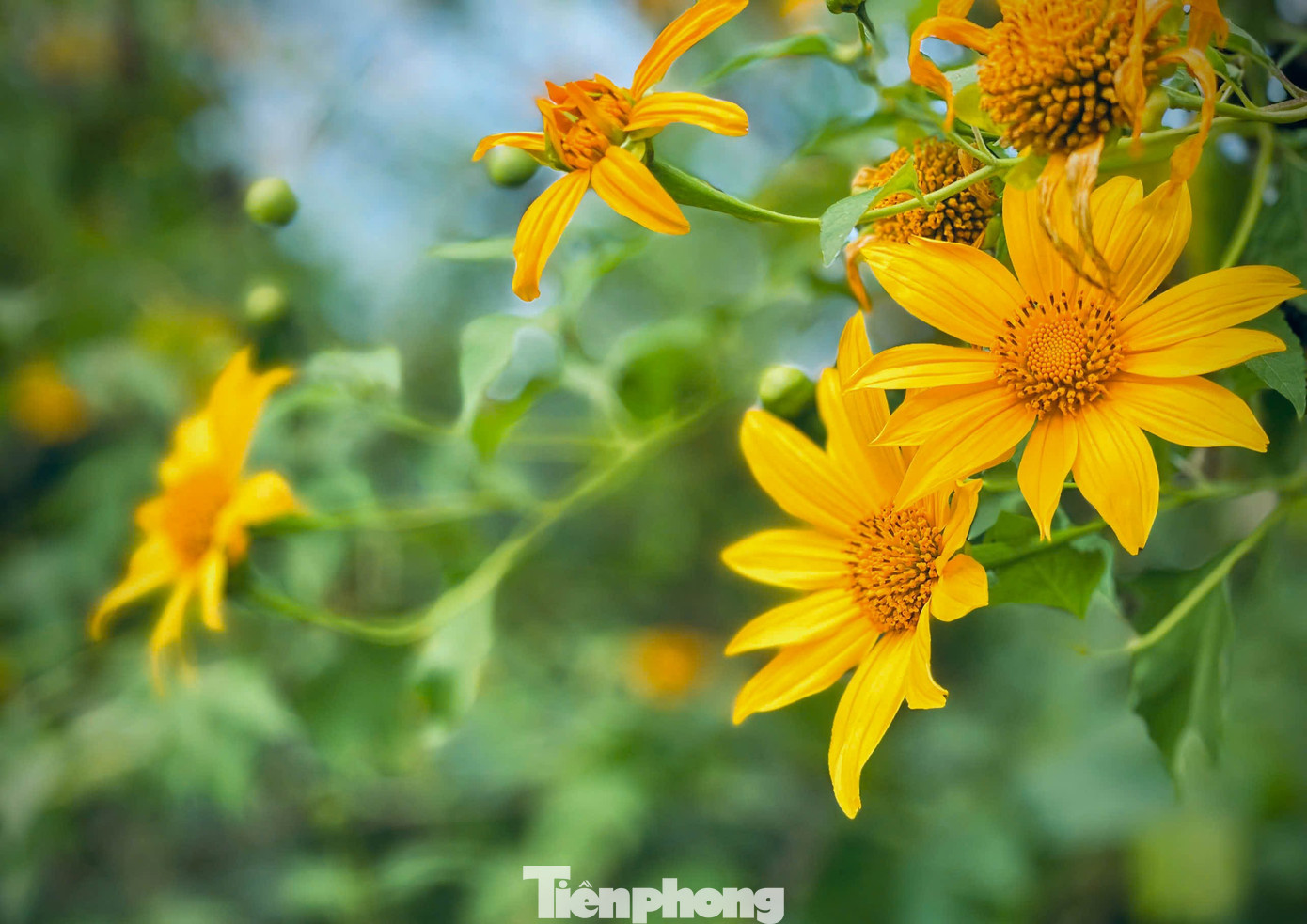 Tới Cao Bằng mùa này, du khách thốt lên: 'Đứng góc nào cũng có ảnh đẹp'- Ảnh 12.