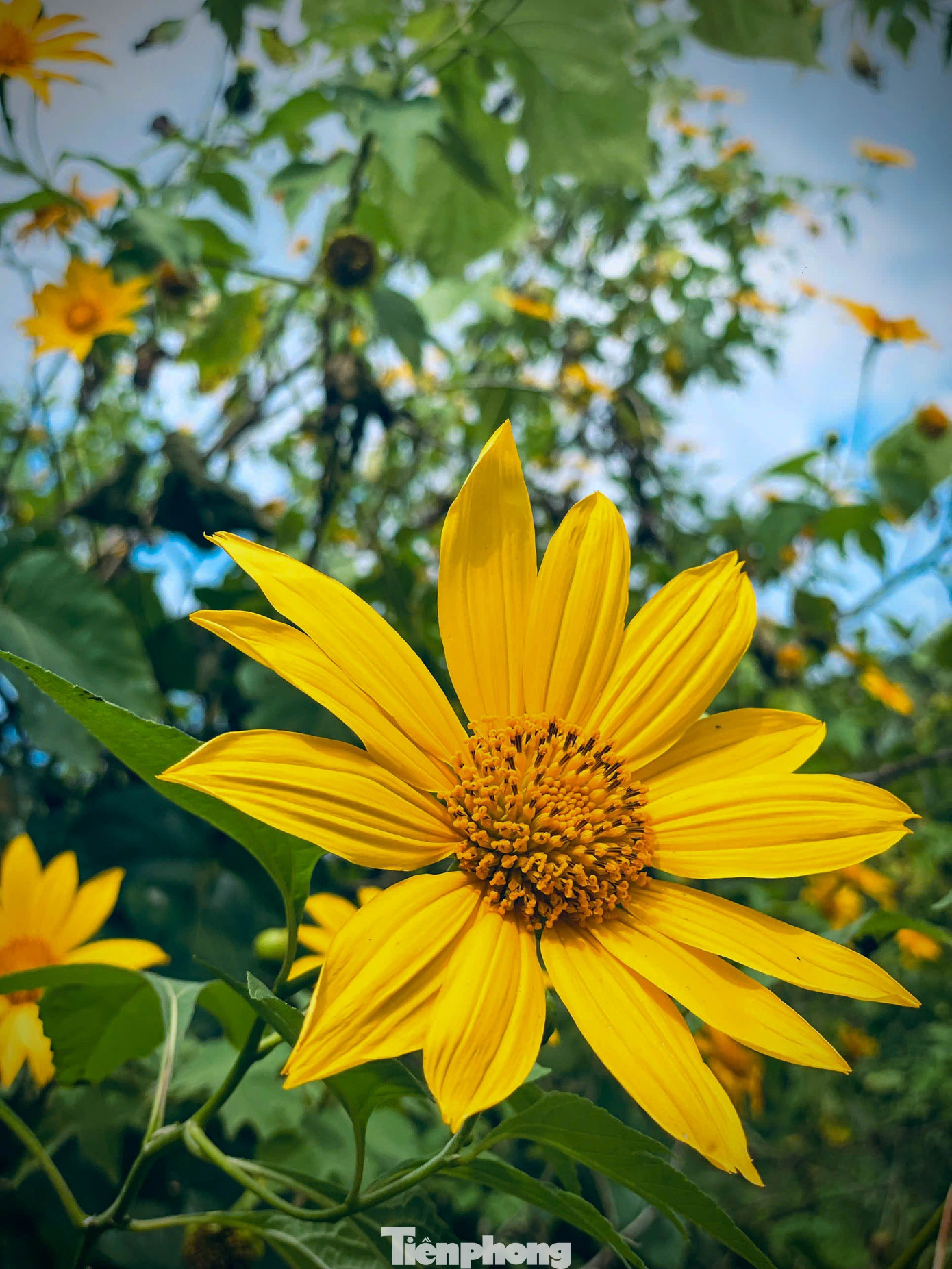 Tới Cao Bằng mùa này, du khách thốt lên: 'Đứng góc nào cũng có ảnh đẹp'- Ảnh 10.