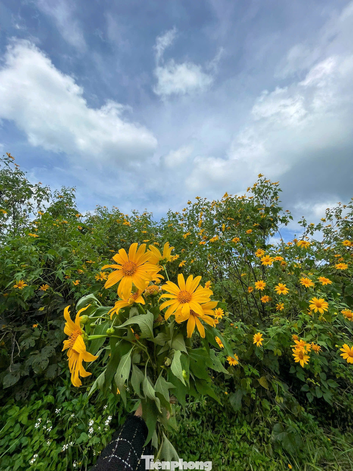 Tới Cao Bằng mùa này, du khách thốt lên: 'Đứng góc nào cũng có ảnh đẹp'- Ảnh 14.