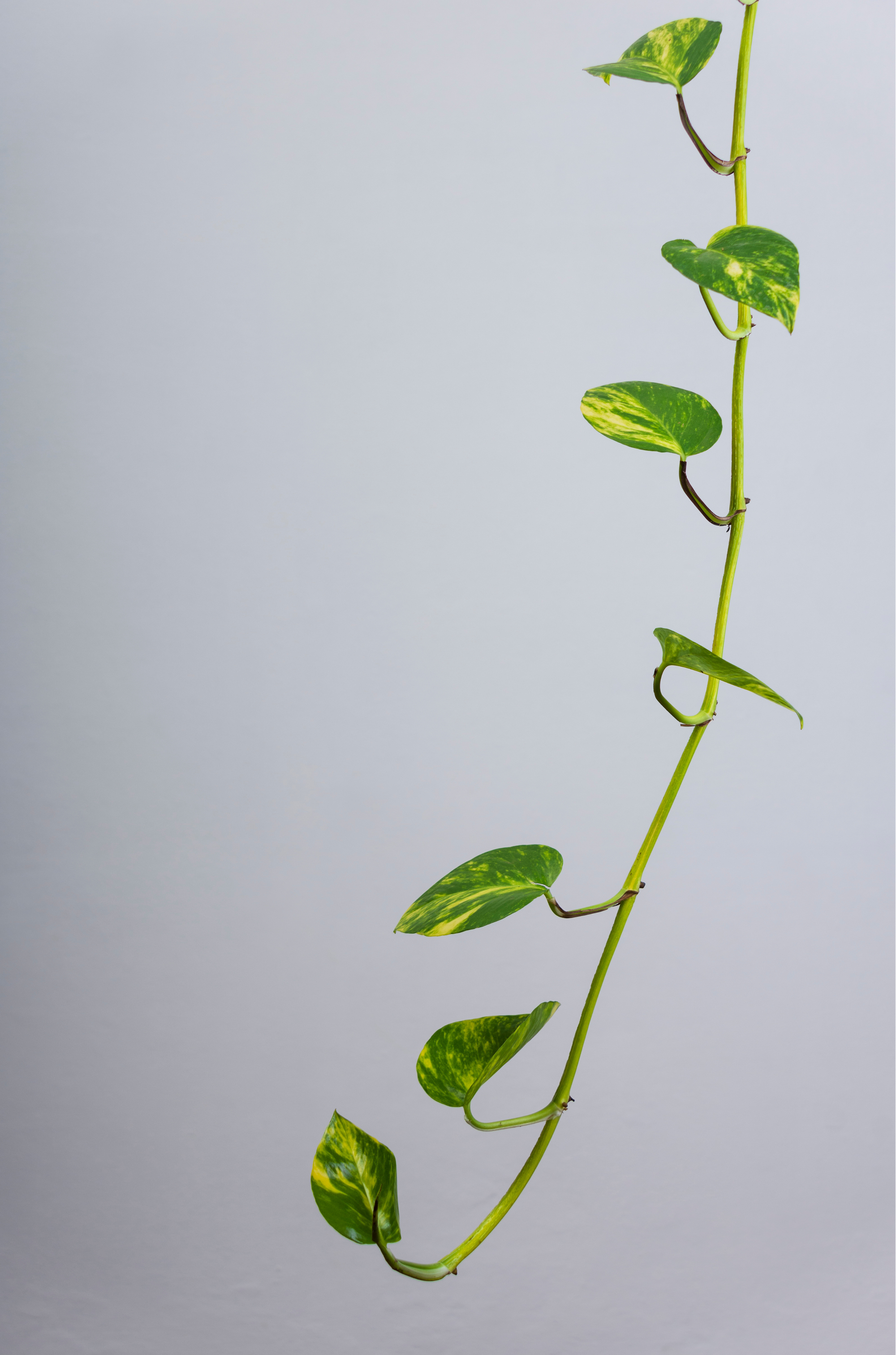 Cây trong nhà và sức khỏe hô hấp- Ảnh 4. Cây trong nhà và sức khỏe hô hấp- Ảnh 4.