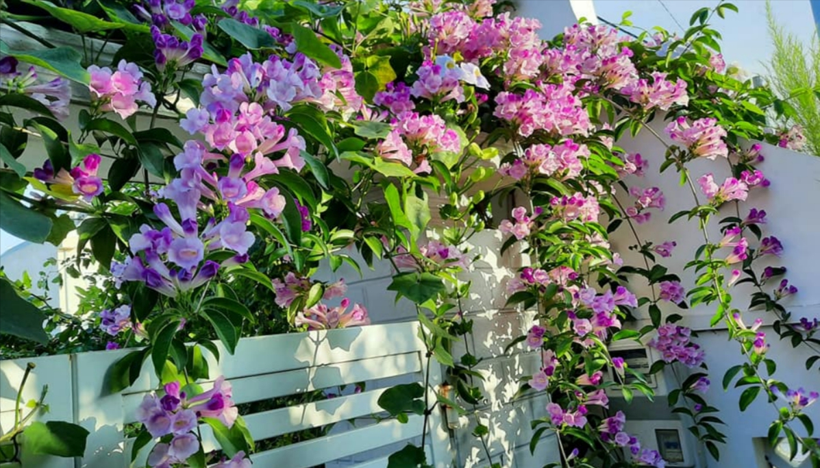 Rắn rất sợ mùi của 3 loại cây này- Ảnh 1. Rắn rất sợ mùi của 3 loại cây này- Ảnh 1.