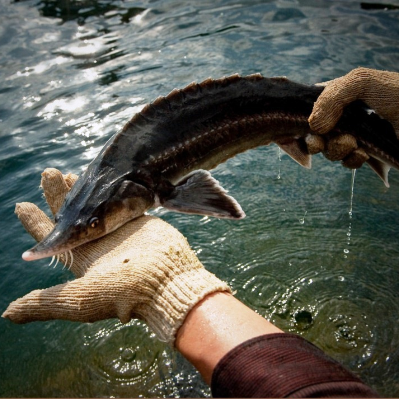 Loại c&aacute; kh&ocirc;ng xương, thịt d&agrave;y, &iacute;t tanh lại c&ograve;n &ldquo;đại bổ&rdquo;: D&acirc;n s&agrave;nh nh&igrave;n thấy ngo&agrave;i chợ l&agrave; tranh nhau mua- Ảnh 1.