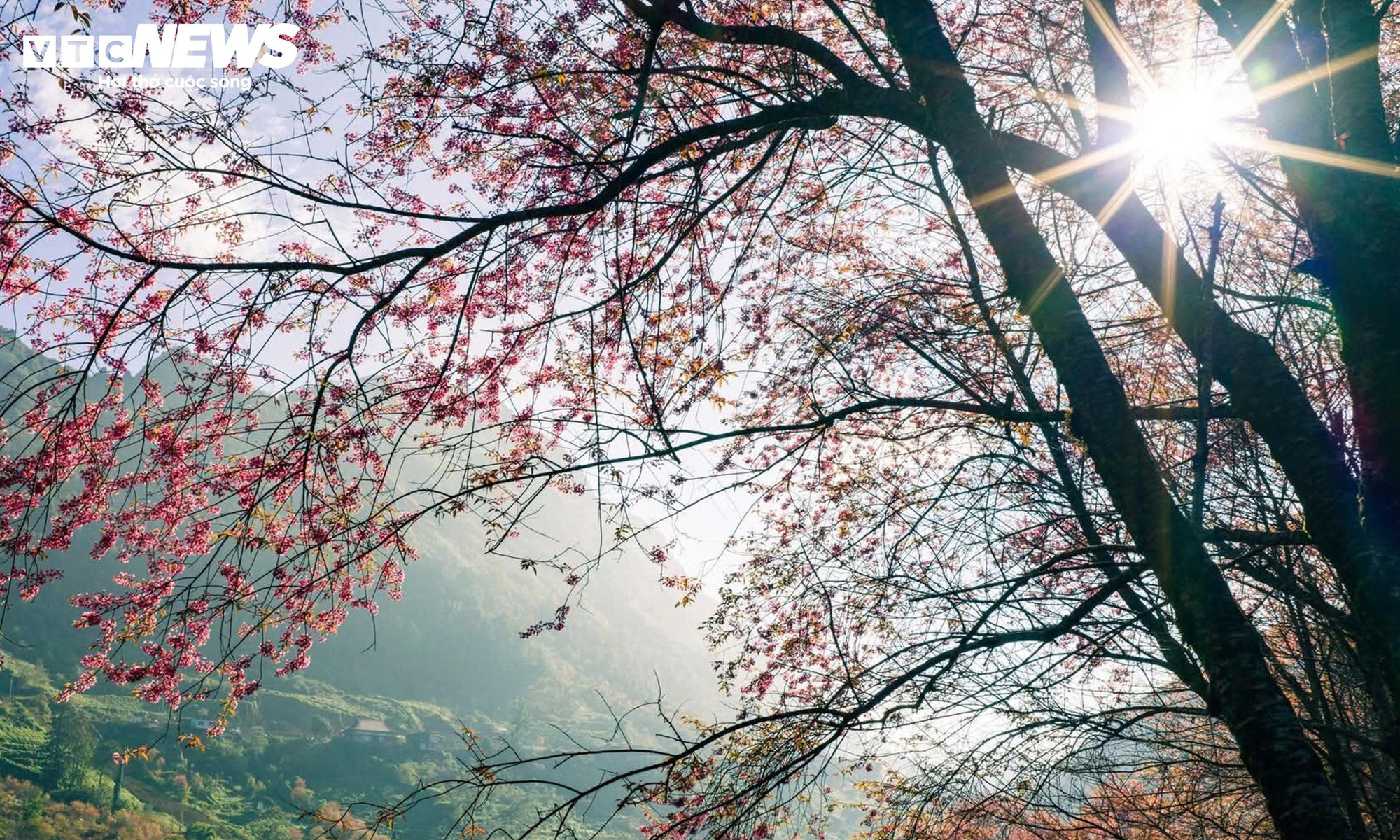 Ngắm đồi hoa mai anh đ&agrave;o nổi tiếng Sa Pa nở rộ m&ugrave;a cuối, trước khi bị di dời- Ảnh 5.