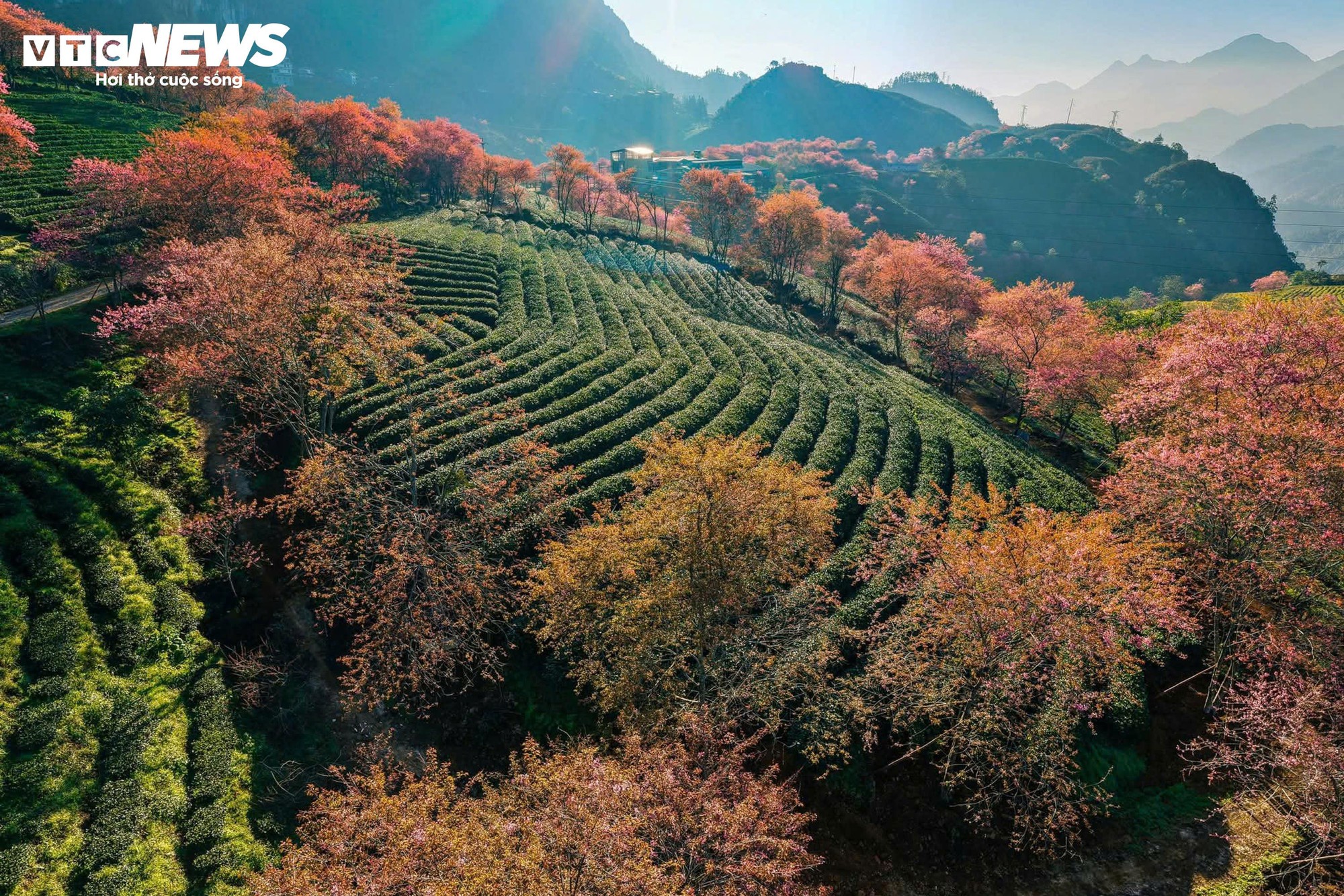 Ngắm đồi hoa mai anh đ&agrave;o nổi tiếng Sa Pa nở rộ m&ugrave;a cuối, trước khi bị di dời- Ảnh 3.