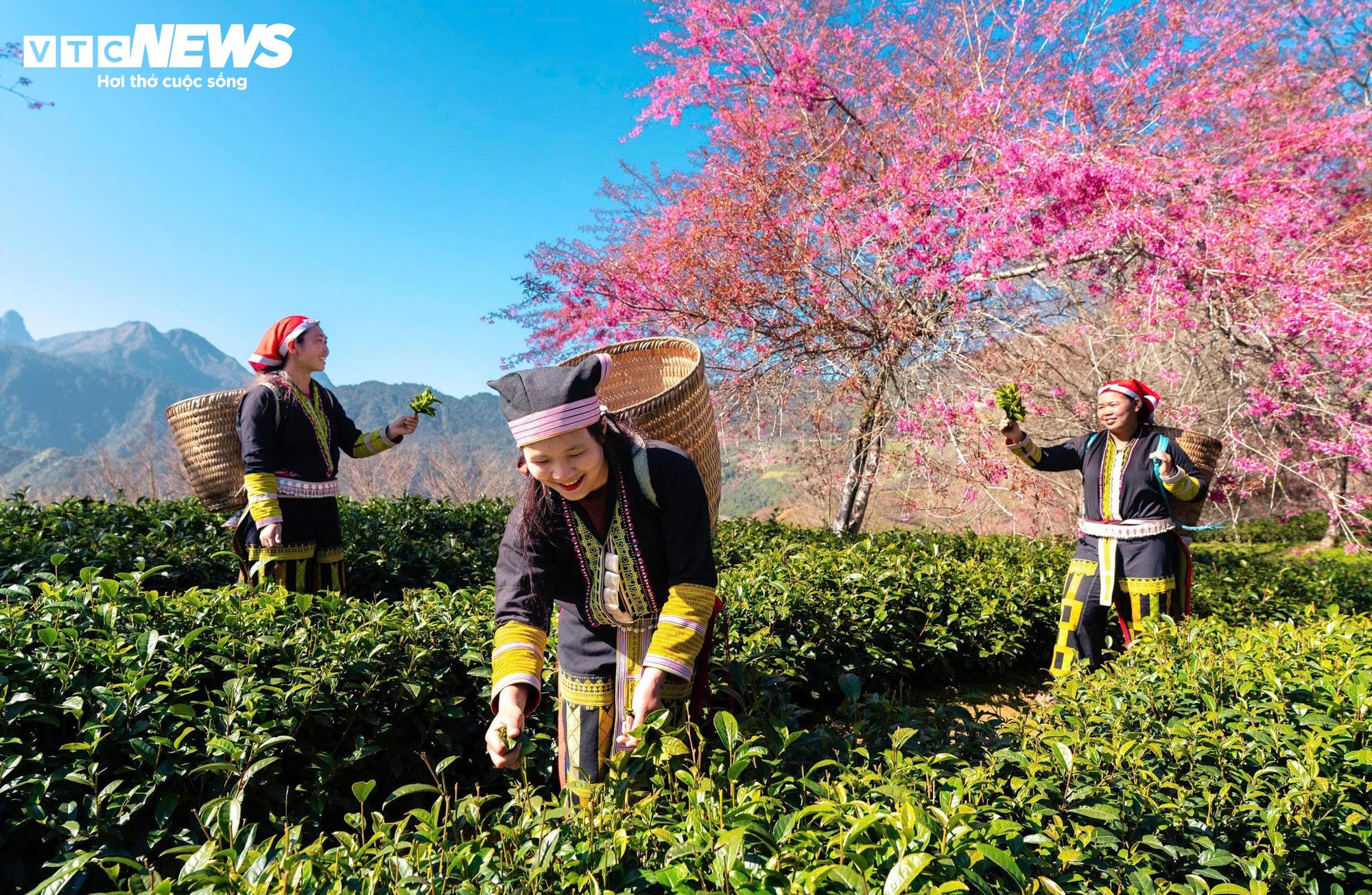 Ngắm đồi hoa mai anh đ&agrave;o nổi tiếng Sa Pa nở rộ m&ugrave;a cuối, trước khi bị di dời- Ảnh 8.