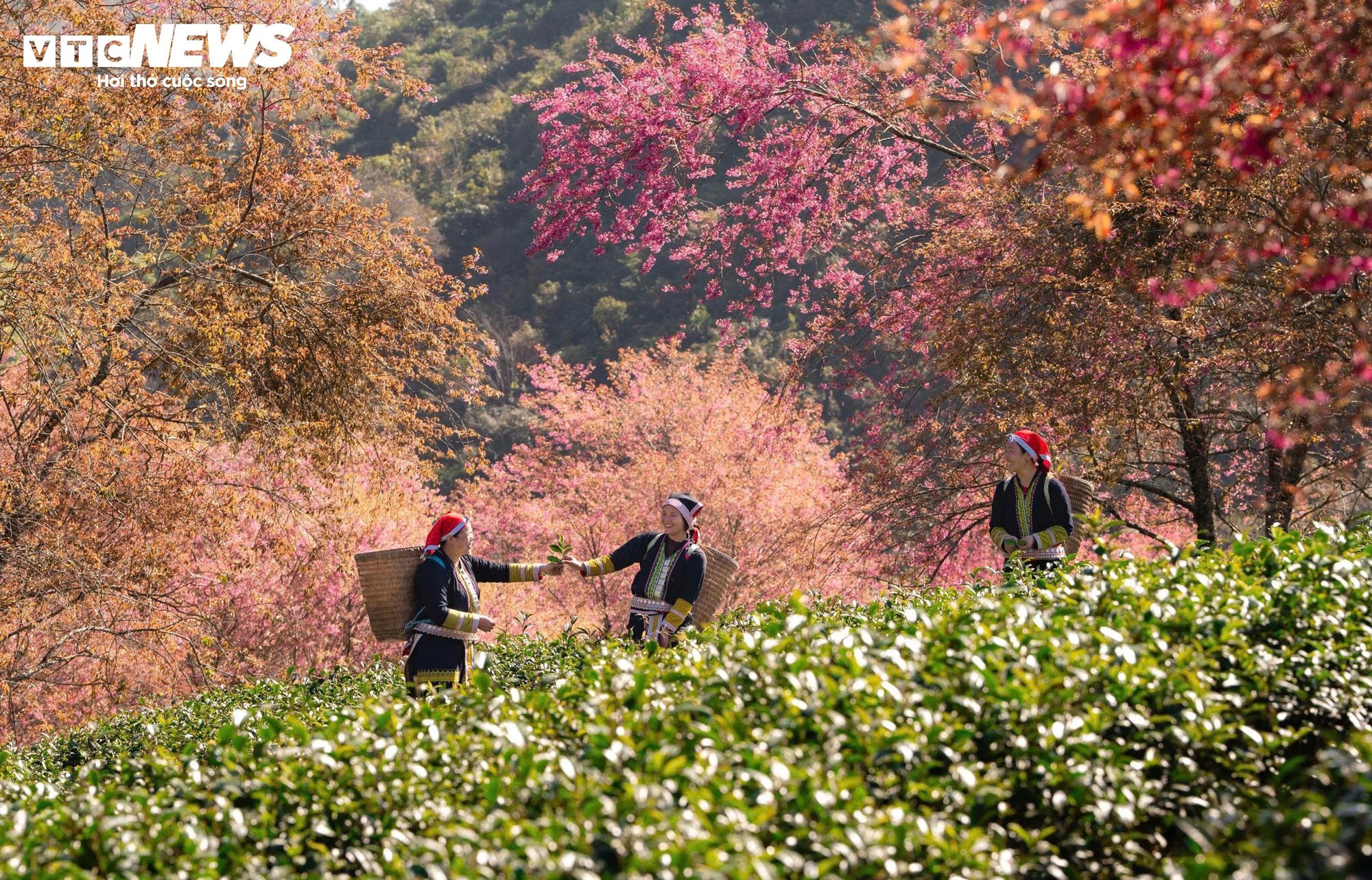 Ngắm đồi hoa mai anh đ&agrave;o nổi tiếng Sa Pa nở rộ m&ugrave;a cuối, trước khi bị di dời- Ảnh 9.