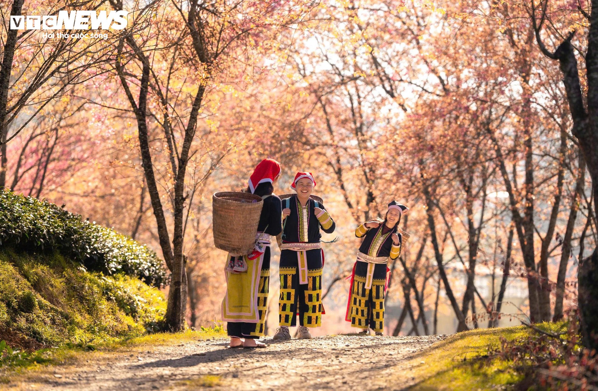 Ngắm đồi hoa mai anh đ&agrave;o nổi tiếng Sa Pa nở rộ m&ugrave;a cuối, trước khi bị di dời- Ảnh 13.