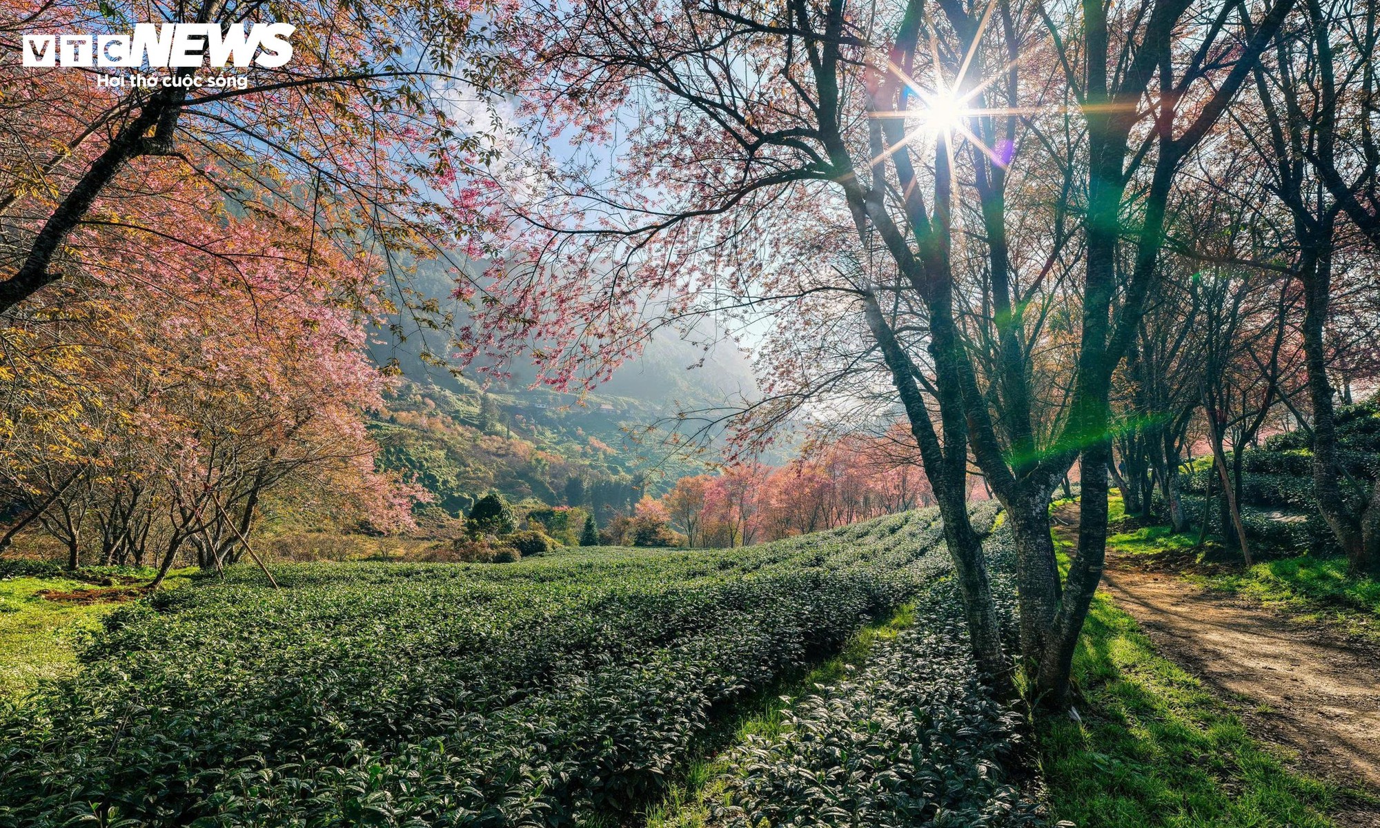 Ngắm đồi hoa mai anh đ&agrave;o nổi tiếng Sa Pa nở rộ m&ugrave;a cuối, trước khi bị di dời- Ảnh 12.