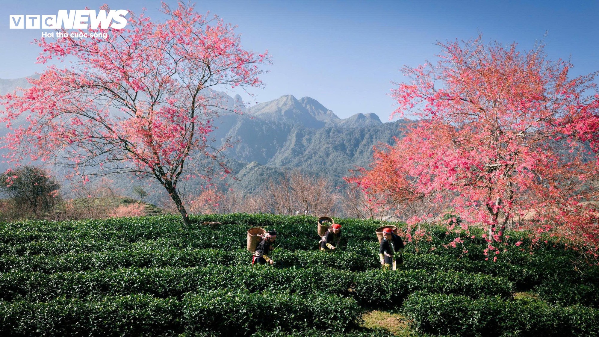 Ngắm đồi hoa mai anh đ&agrave;o nổi tiếng Sa Pa nở rộ m&ugrave;a cuối, trước khi bị di dời- Ảnh 14.