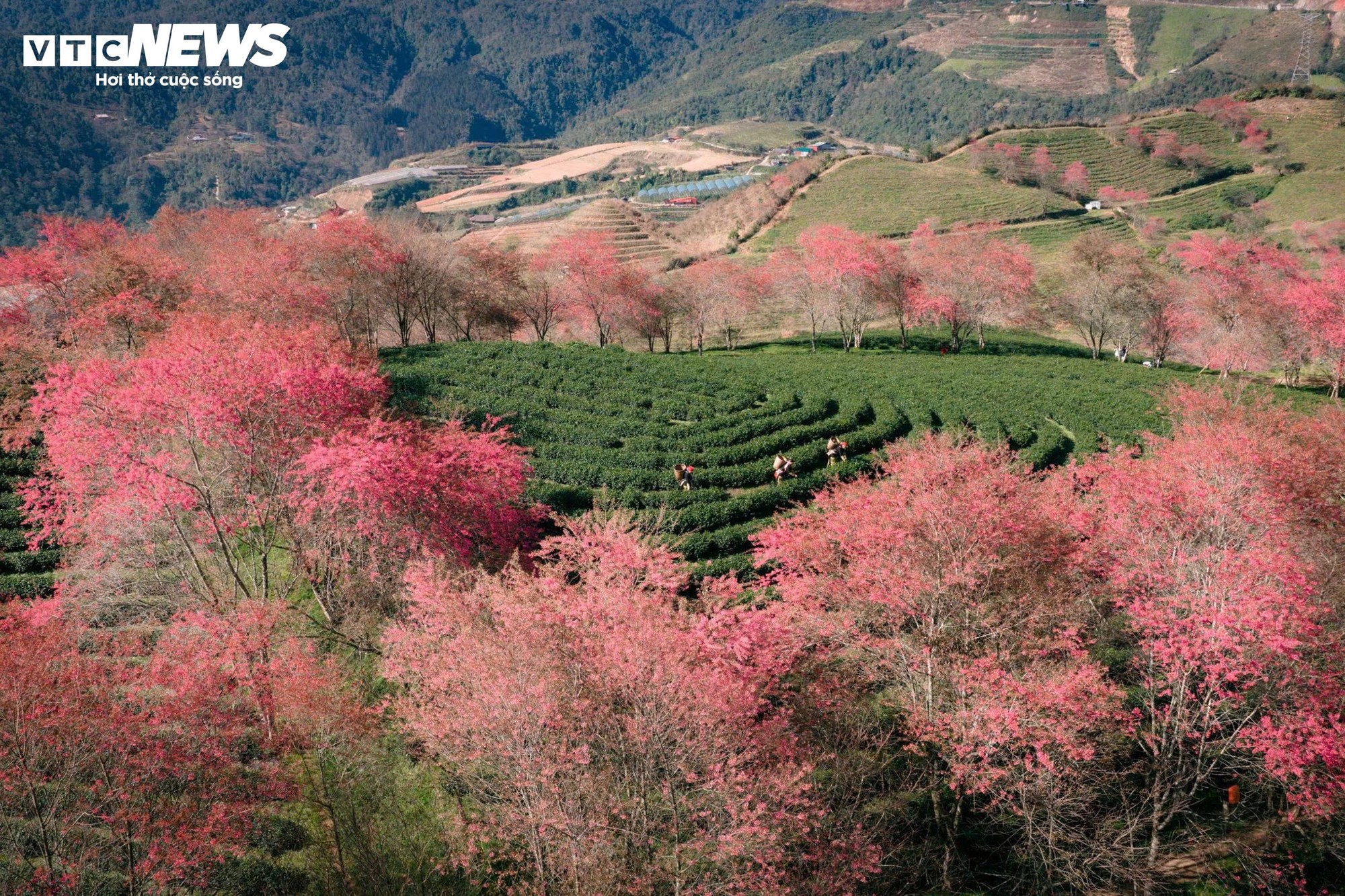 Ngắm đồi hoa mai anh đ&agrave;o nổi tiếng Sa Pa nở rộ m&ugrave;a cuối, trước khi bị di dời- Ảnh 2.