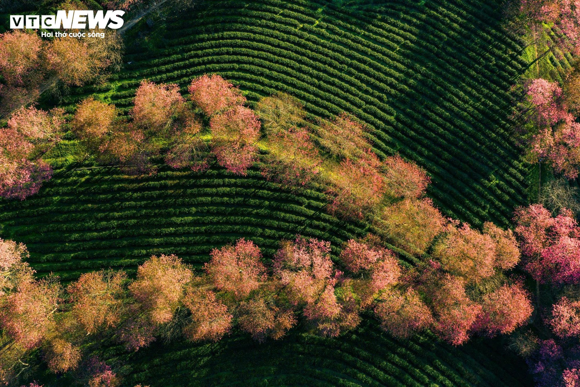 Ngắm đồi hoa mai anh đ&agrave;o nổi tiếng Sa Pa nở rộ m&ugrave;a cuối, trước khi bị di dời- Ảnh 10.