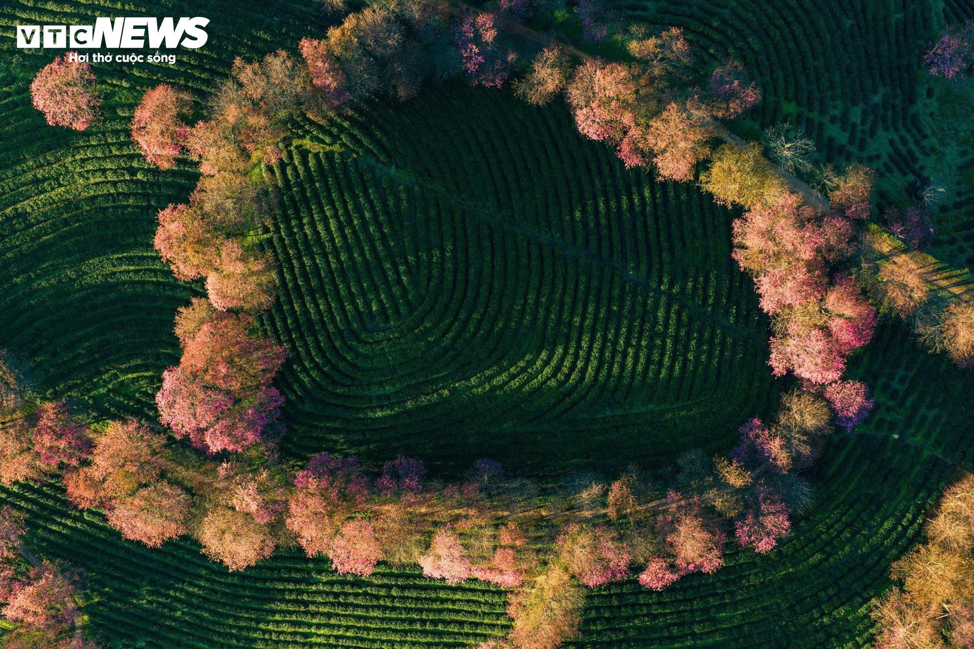 Ngắm đồi hoa mai anh đ&agrave;o nổi tiếng Sa Pa nở rộ m&ugrave;a cuối, trước khi bị di dời- Ảnh 11.