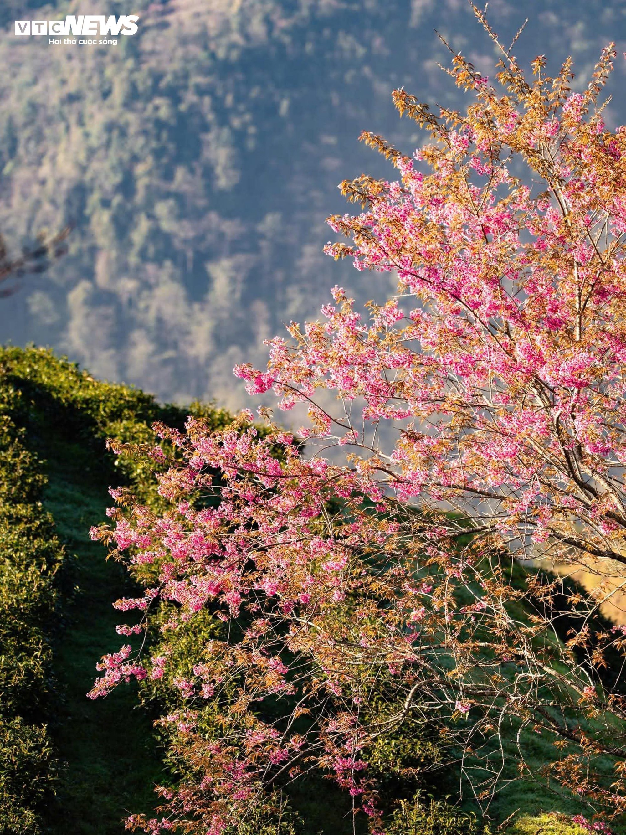 Ngắm đồi hoa mai anh đ&agrave;o nổi tiếng Sa Pa nở rộ m&ugrave;a cuối, trước khi bị di dời- Ảnh 6.