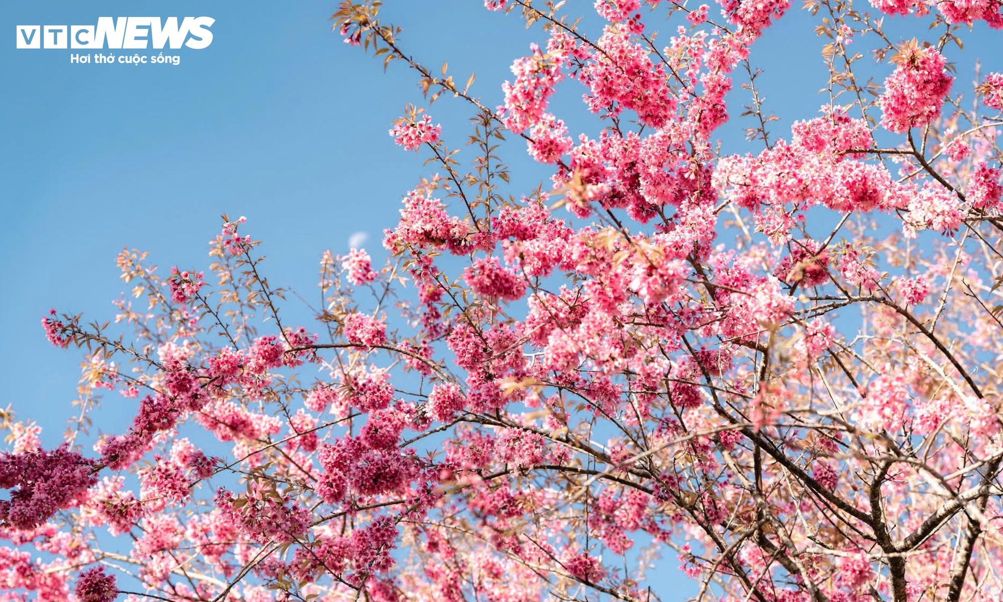 Ngắm đồi hoa mai anh đ&agrave;o nổi tiếng Sa Pa nở rộ m&ugrave;a cuối, trước khi bị di dời- Ảnh 4.