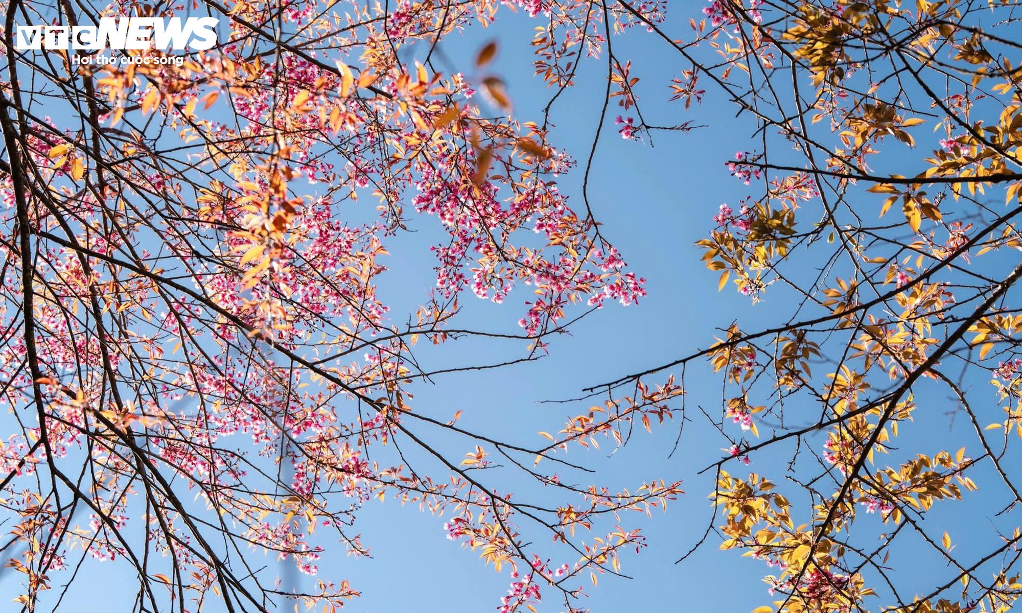 Ngắm đồi hoa mai anh đ&agrave;o nổi tiếng Sa Pa nở rộ m&ugrave;a cuối, trước khi bị di dời- Ảnh 7.