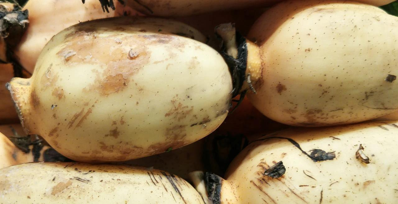 5 loại rau củ mùa đông mẹ đảm tuyệt đối đừng mua kẻo hại cả nhà, nhất là loại thứ 2 ai cũng thích- Ảnh 3.