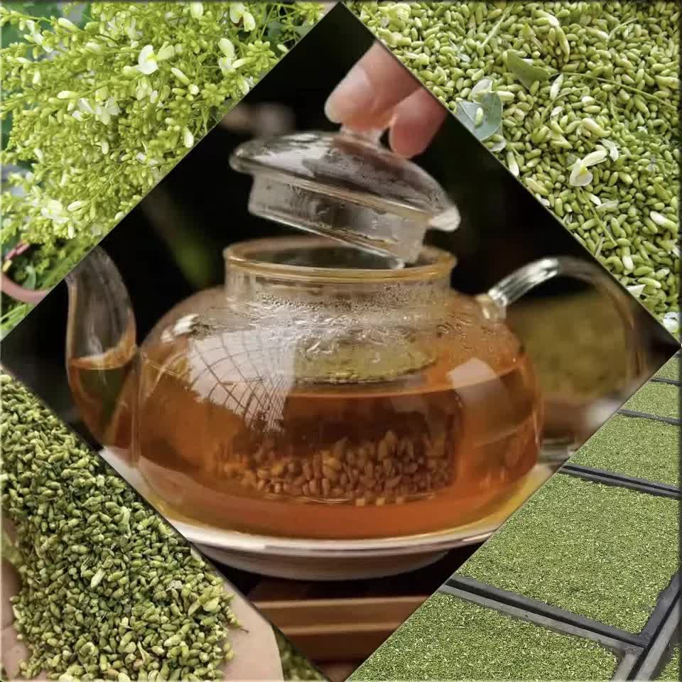 Loại c&acirc;y tượng trưng cho may mắn v&agrave; t&agrave;i lộc, trồng trong nh&agrave; c&ograve;n c&oacute; được vị thuốc trị "b&aacute;ch bệnh"- Ảnh 3.