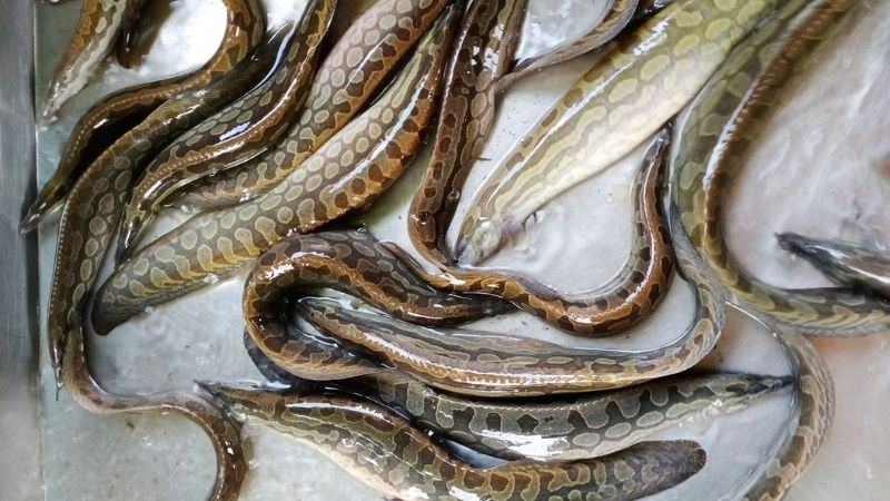 Loại cá xưa bị chê “bẩn”, nay là “thuốc đại bổ”, chợ Việt bán đắt như tôm tươi- Ảnh 1.