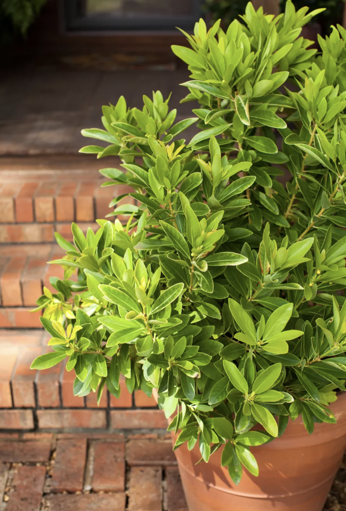 9 loại cây trồng trước nhà rất hợp: Số 5 người Việt biết tận dụng từ lâu- Ảnh 1. 9 loại cây trồng trước nhà rất hợp: Số 5 người Việt biết tận dụng từ lâu- Ảnh 1.