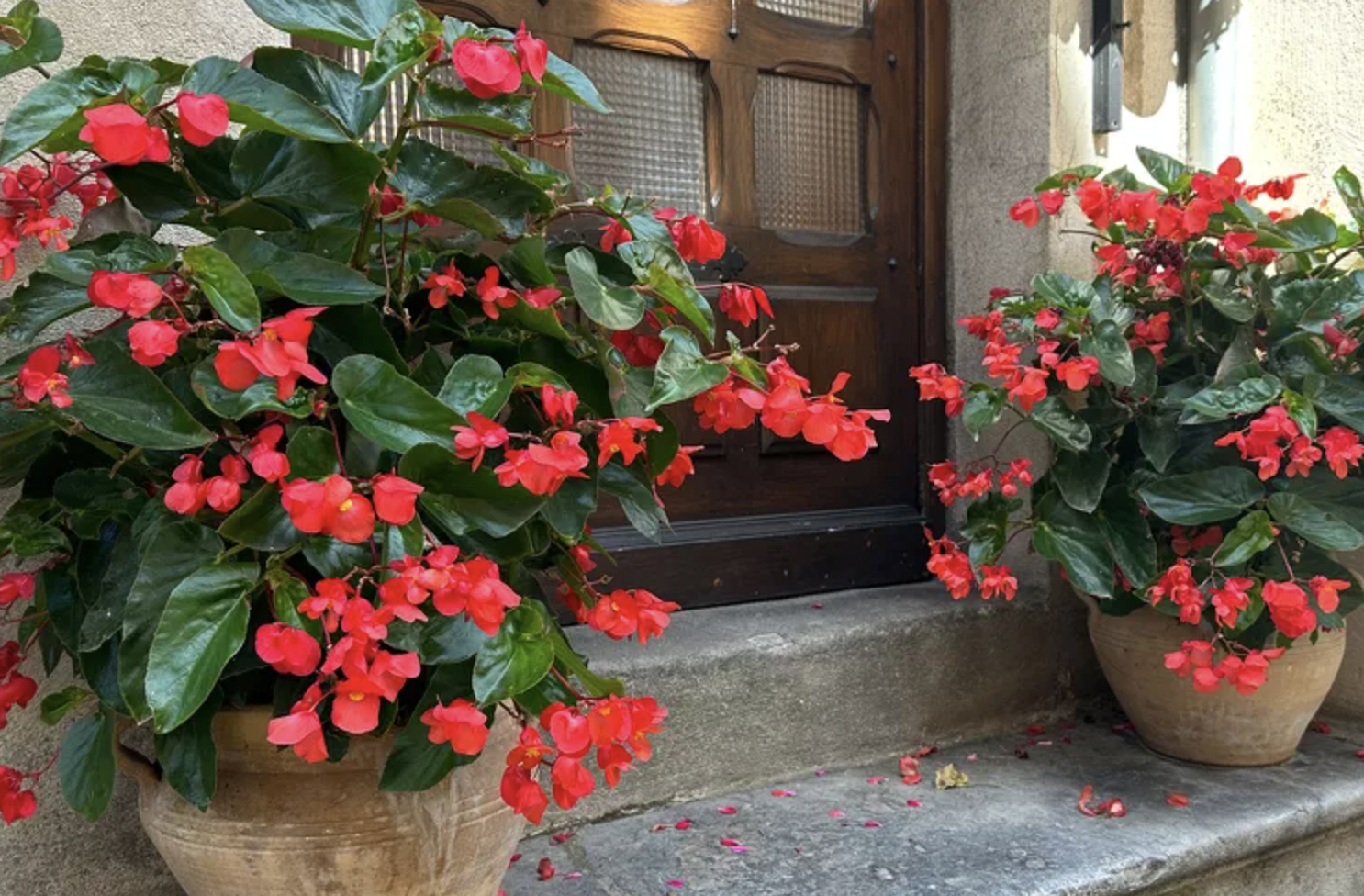 9 loại cây trồng trước nhà rất hợp: Số 5 người Việt biết tận dụng từ lâu- Ảnh 7. 9 loại cây trồng trước nhà rất hợp: Số 5 người Việt biết tận dụng từ lâu- Ảnh 7.