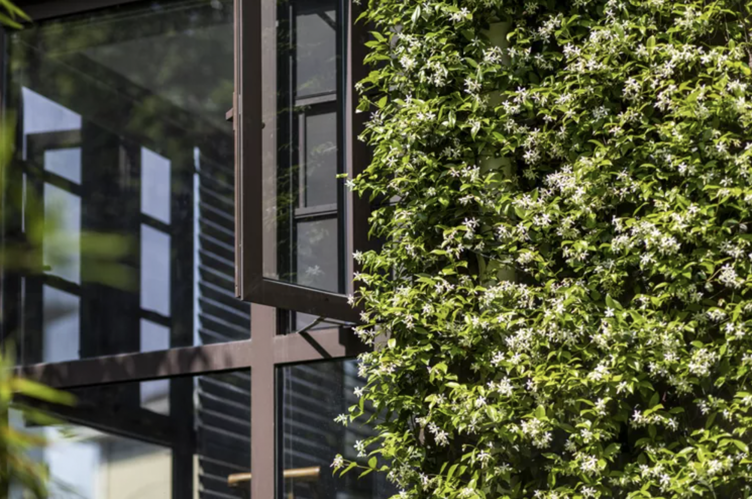 9 loại cây trồng trước nhà rất hợp: Số 5 người Việt biết tận dụng từ lâu- Ảnh 9. 9 loại cây trồng trước nhà rất hợp: Số 5 người Việt biết tận dụng từ lâu- Ảnh 9.