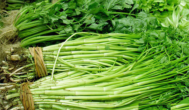 5 loại rau sống dễ “ôm ổ ký sinh trùng”, hay ăn lẩu và gỏi càng nguy hiểm- Ảnh 2.