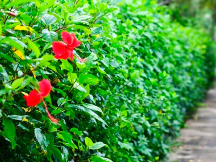 Người xưa dặn: Mồng 1 không thắp hương hoa màu đỏ này, đẹp nhưng "sớm nở chóng tàn", ảnh hưởng sinh khí- Ảnh 3. Người xưa dặn: Mồng 1 không thắp hương hoa màu đỏ này, đẹp nhưng "sớm nở chóng tàn", ảnh hưởng sinh khí- Ảnh 3.