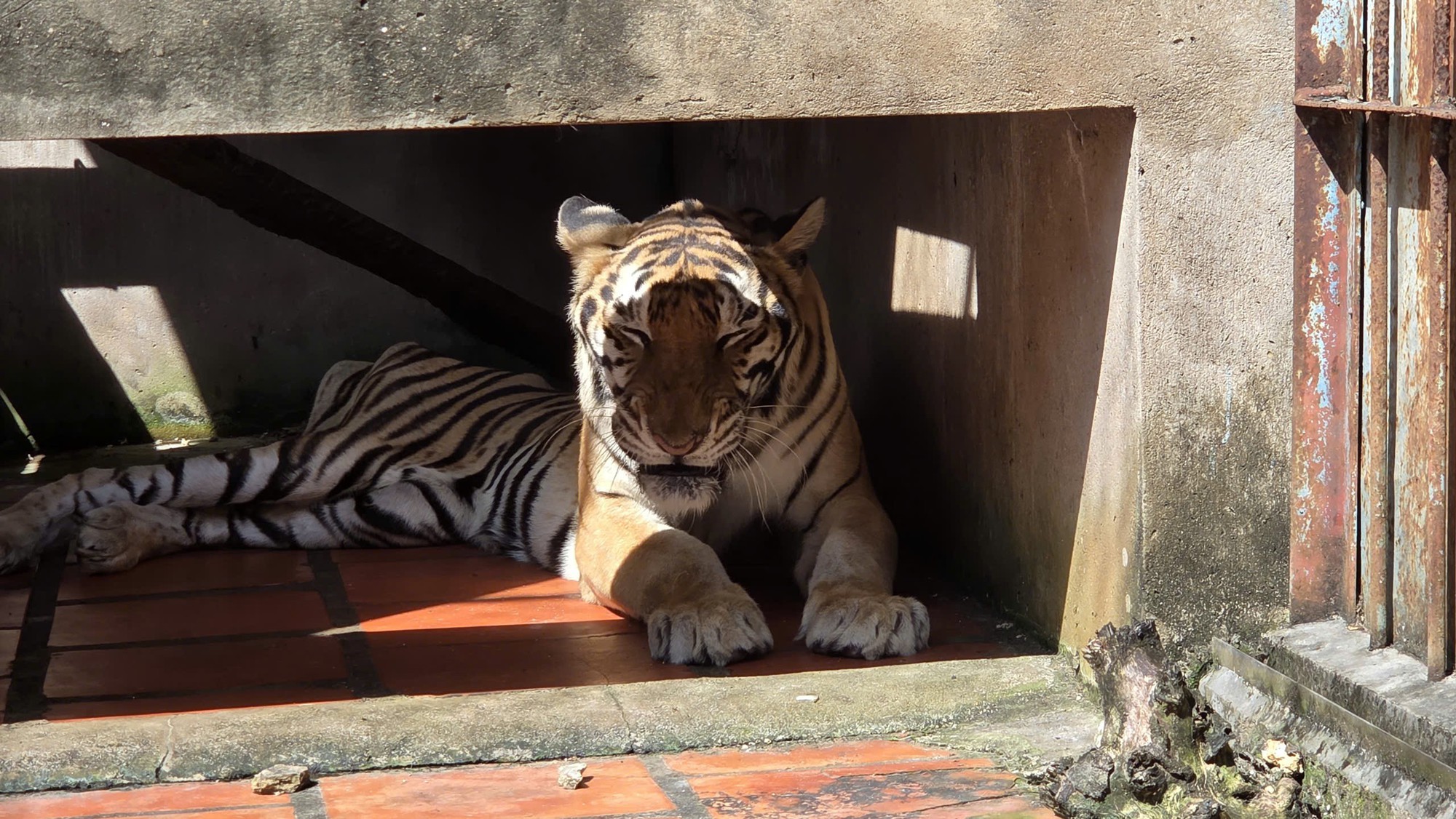 Bắt quả tang một cơ sở đang nuôi nhốt nhiều hổ, gấu, báo tại TPHCM- Ảnh 2.