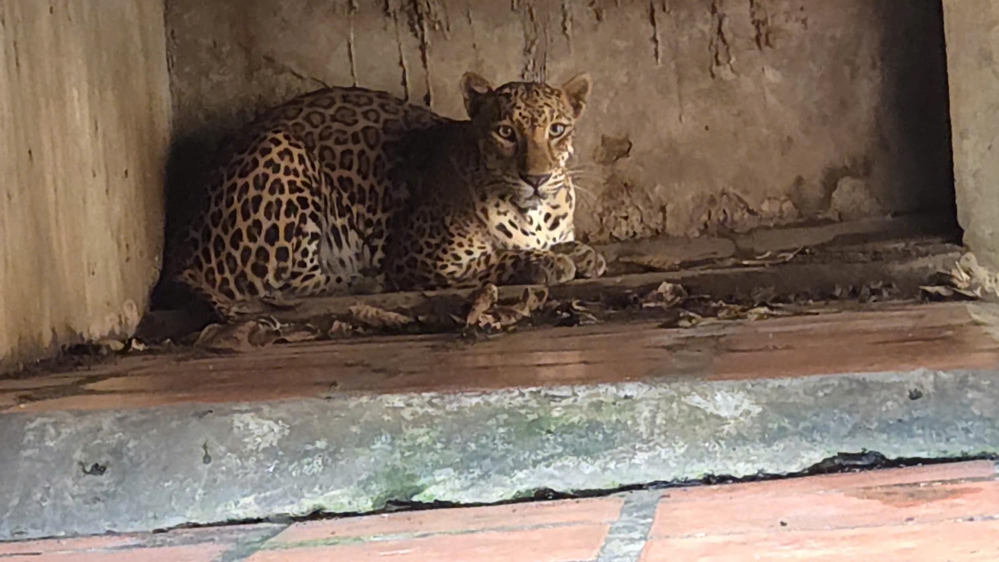 Bắt quả tang một cơ sở đang nuôi nhốt nhiều hổ, gấu, báo tại TPHCM- Ảnh 4.