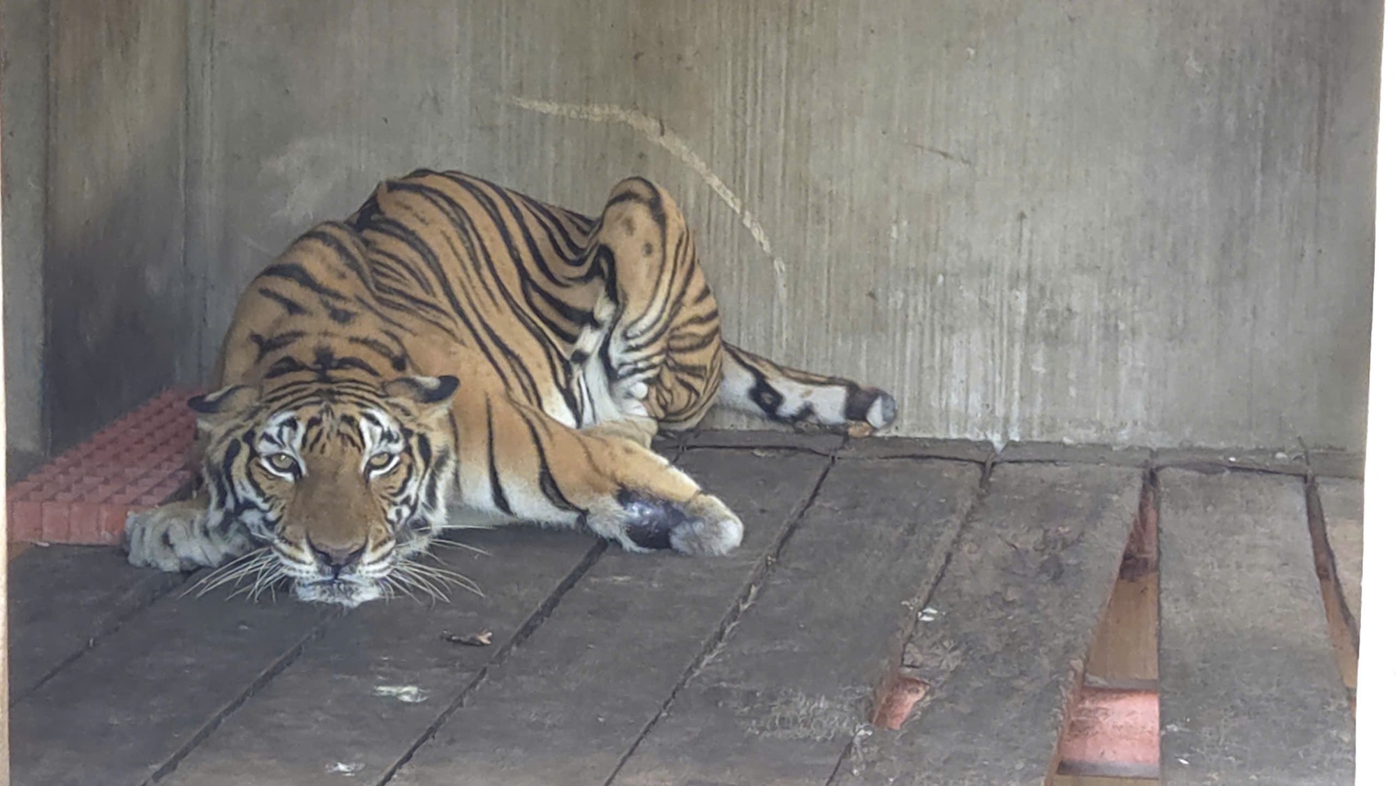 Bắt quả tang một cơ sở đang nuôi nhốt nhiều hổ, gấu, báo tại TPHCM- Ảnh 1.