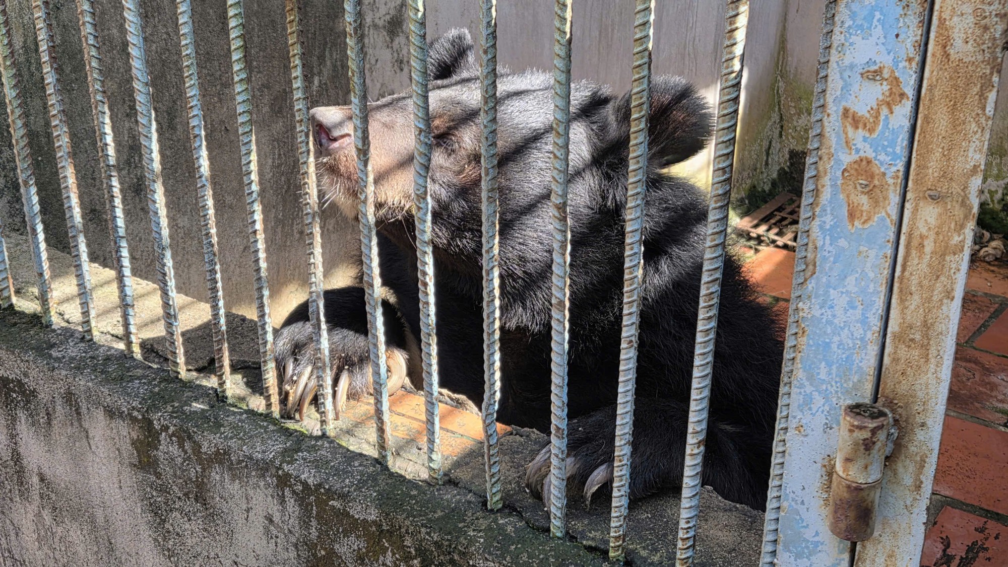 Bắt quả tang một cơ sở đang nuôi nhốt nhiều hổ, gấu, báo tại TPHCM- Ảnh 5.