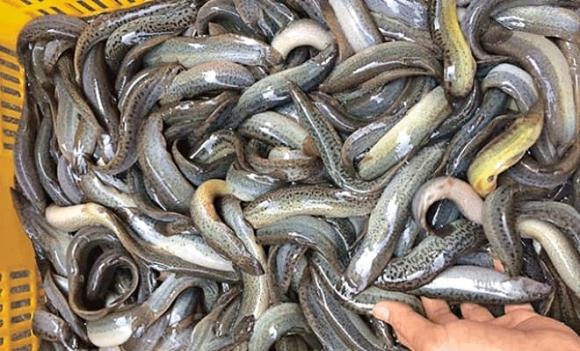 Loại c&aacute; được v&iacute; như "nh&acirc;n s&acirc;m dưới nước", xuất hiện trong nhiều b&agrave;i thuốc Đ&ocirc;ng y- Ảnh 1.