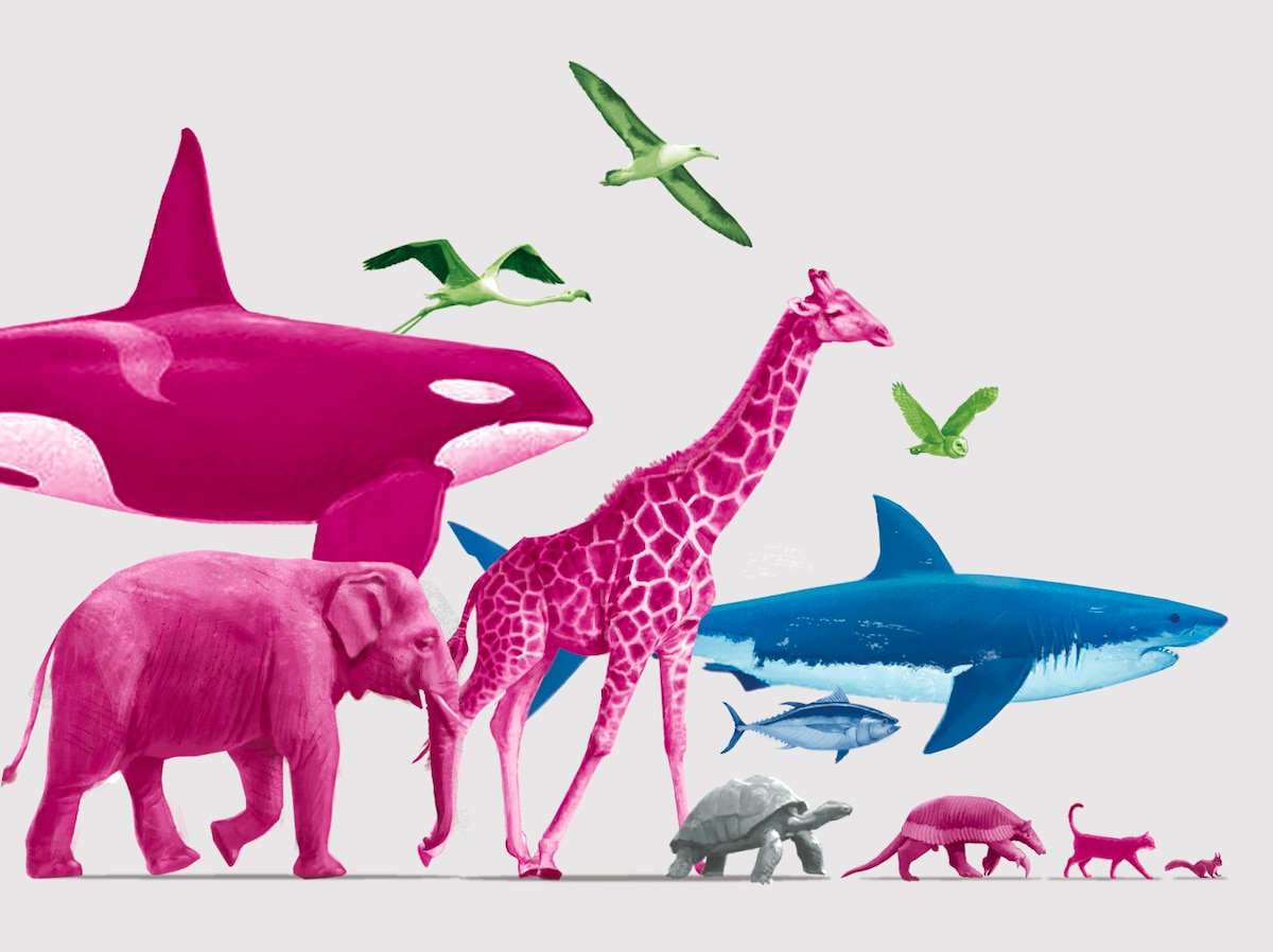 Các nhà khoa học phát hiện ra rằng động vật bị thiến có thể sống lâu hơn tới 20% và điều tương tự cũng có thể đúng với con người- Ảnh 3. Các nhà khoa học phát hiện ra rằng động vật bị thiến có thể sống lâu hơn tới 20% và điều tương tự cũng có thể đúng với con người- Ảnh 3.