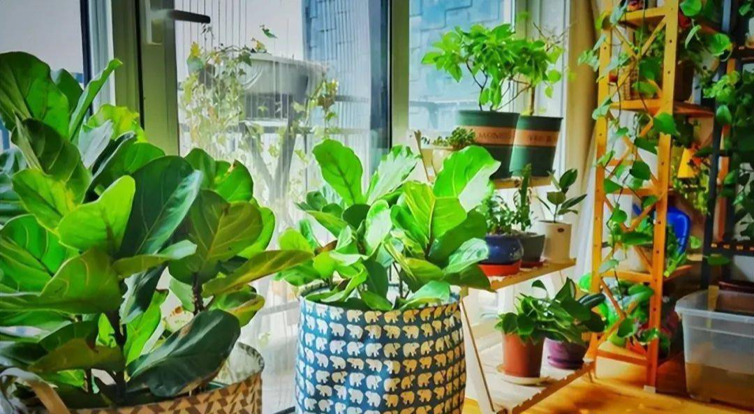 Đừng để cây xanh “hút cạn” dương khí: Sai lầm nhiều nhà mắc khiến tài lộc tắc nghẽn- Ảnh 5. Đừng để cây xanh “hút cạn” dương khí: Sai lầm nhiều nhà mắc khiến tài lộc tắc nghẽn- Ảnh 5.